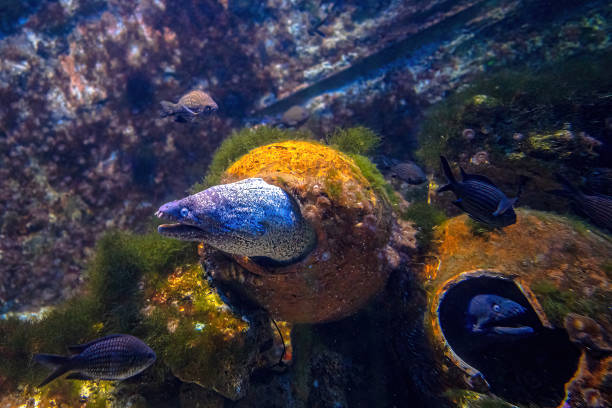 Close up of Brown moray eels heads in coral reef. Gymnothorax unicolor species living in the eastern Atlantic Ocean and Mediterranean.