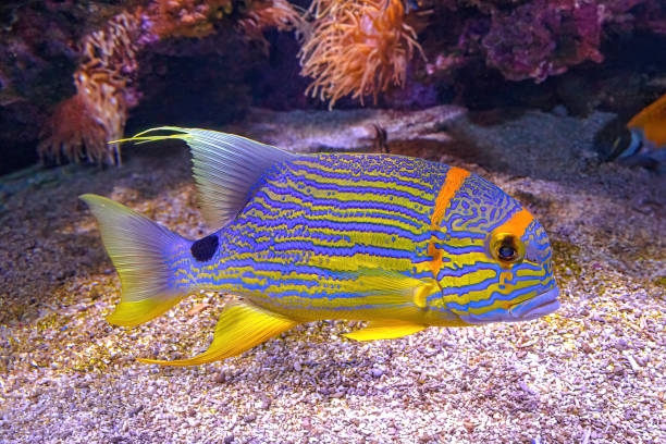 istock close up of Sailfin snapper 1371845807