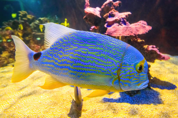 close up of Sailfin snapper