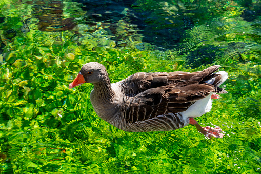 One brown goose swimming in clear shallow water in the river. Green background.