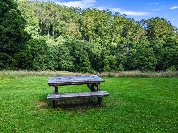 wooden bench at melba gully, otway national park - otway national park imagens e fotografias de stock