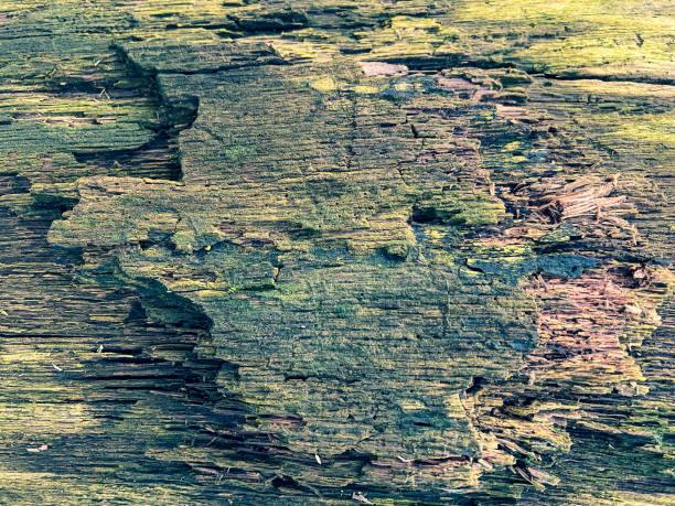 istock An old and rotten wood as a texture or background. 1371852616