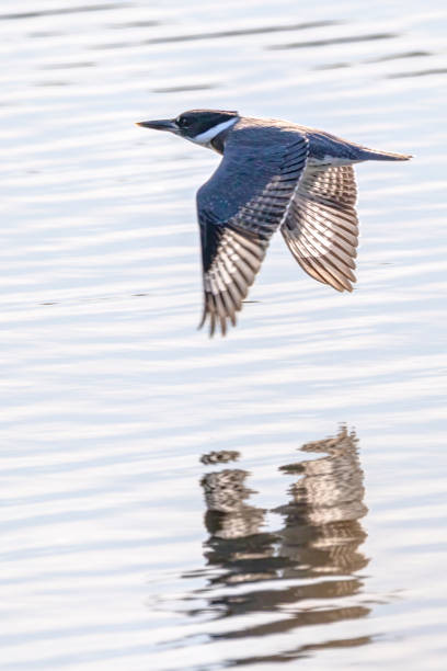 istock Belted Kingfisher flying, BC, Canada 1371852825