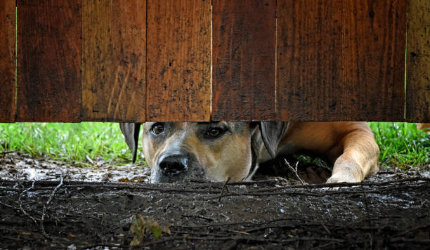 Lonely dog looking under a wooden fence.