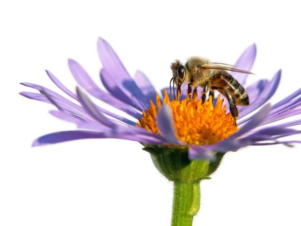 istock bee or honeybee on flower isolated on white 1371854780