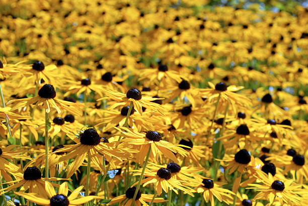 istock Yellow flowers all over 137185892