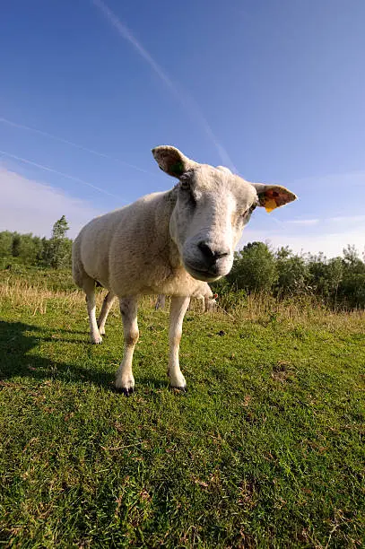 Photo of Curious sheep