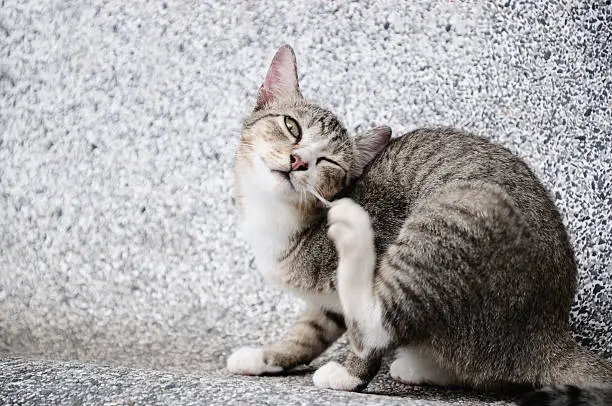 Photo of Cat trying to scratch ear