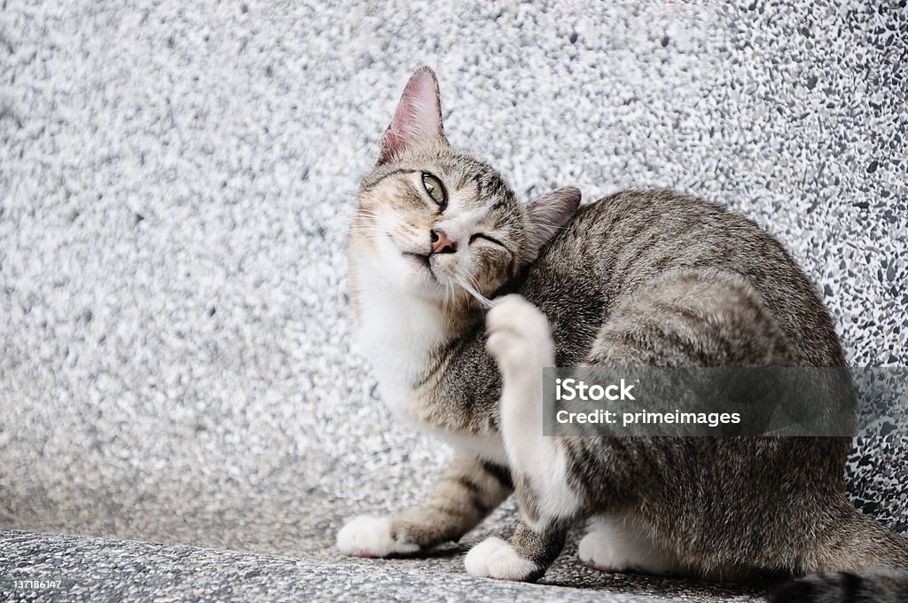 Tentando zero com orelhas de gato - Foto de stock de Coçar royalty-free
