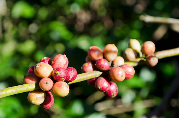 Grãos de Café - fotografia de stock