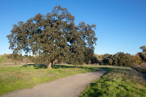 California Oak Tree in Ripon California