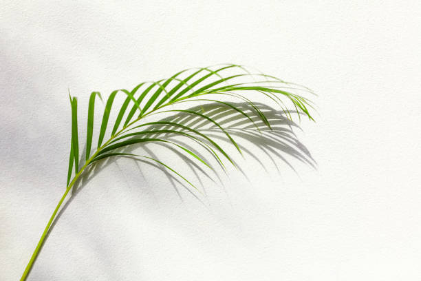 istock Green palm tree leaf shadow white texture wall, tropical leaves sunlight reflection background, plant branch shade backdrop, summer nature frame, floral pattern, foliage border decoration, copy space 1371866684