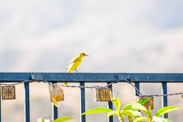 A Yellow Warbler takes a moment to rest on an iron fence.