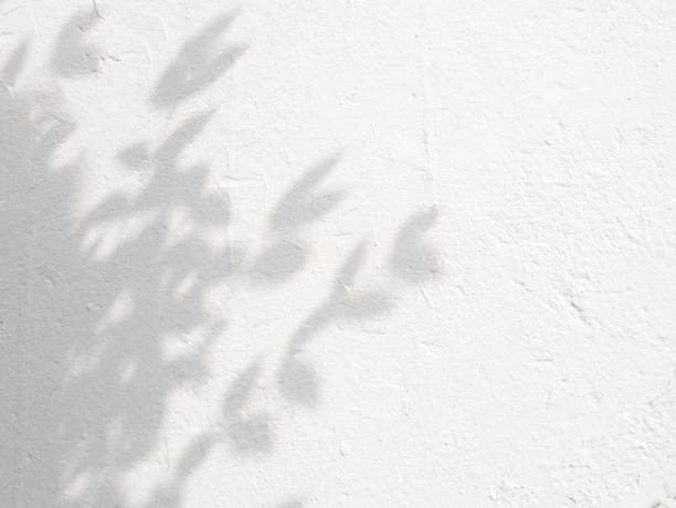 istock Gray shadow of the leaves on a white wall. 1371871037