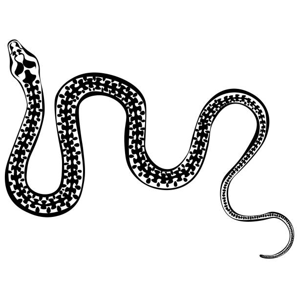 Black and white drawing of a venomous snake viper for coloring. Insect for coloring book. Vector illustration Black and white drawing of a venomous snake viper for coloring. Insect for coloring book. Vector illustration black mamba stock illustrations