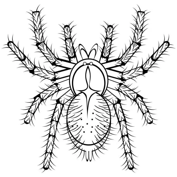 Vector illustration of Black and white drawing of a shaggy tarantula for coloring. Insect for coloring book. Creepy poisonous spider. Vector illustration