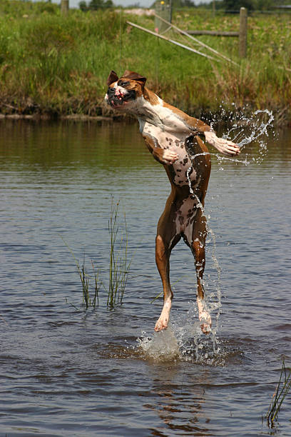 Jumping High stock photo