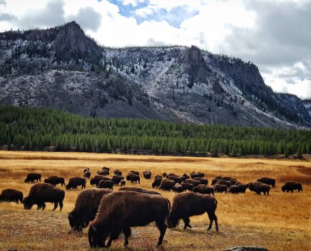 brouter buffalo - wyoming landscape american culture plain photos et images de collection