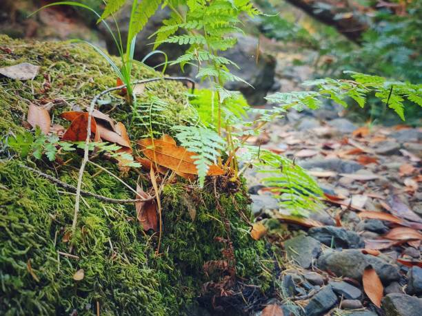 istock Where the fern grows 1371877130