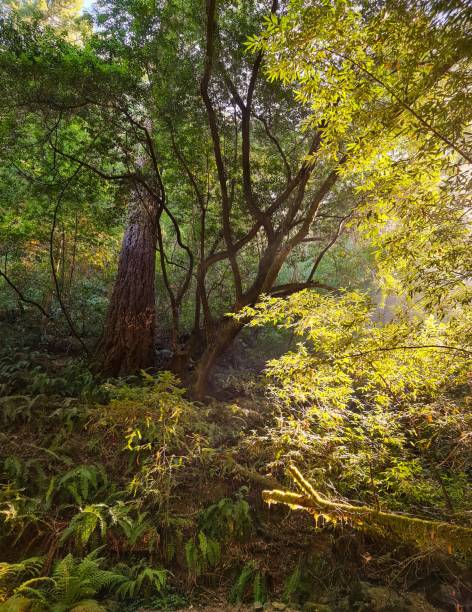 istock Hiking in the woods 1371877143