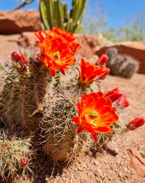 flor de cactus - flower cactus hedgehog cactus desert - fotografias e filmes do acervo