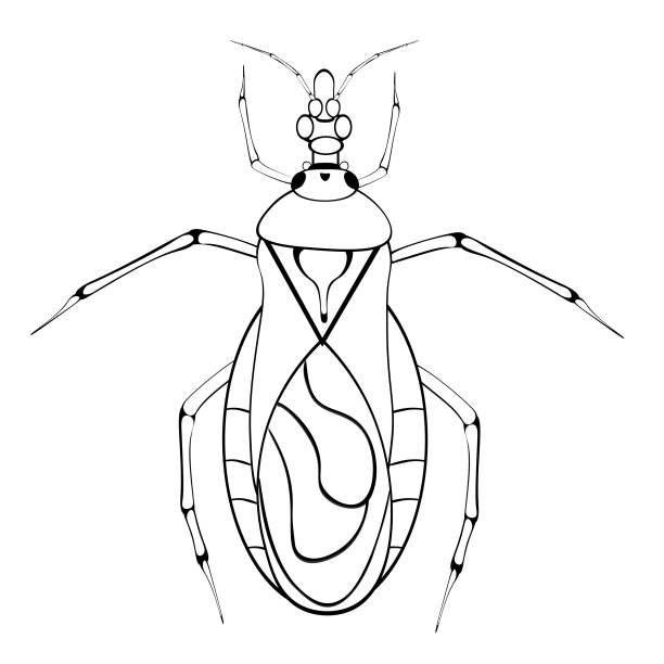 ilustrações, clipart, desenhos animados e ícones de desenho preto e branco de um inseto triatom аmerican para colorir. inseto para colorir livro. ilustração vetorial - doença de chagas