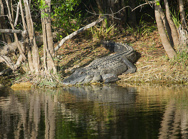 istock Alligator in a Florida Swamp 137187731