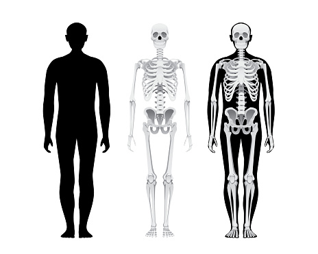 Human body anatomy, skeletal system, male person skull bones illustration. Isolated on white