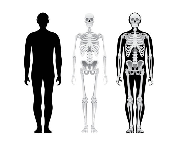 Human body anatomy, skeletal system, male person skull bones illustration Human body anatomy, skeletal system, male person skull bones illustration. Isolated on white male human anatomy diagram stock illustrations
