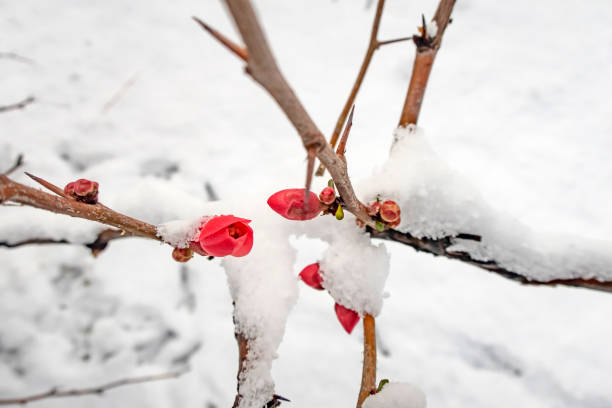 istock spring flowers under the snow in winter season 1371879755