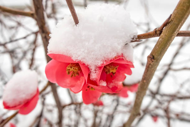 snow-covered tree blossom in April