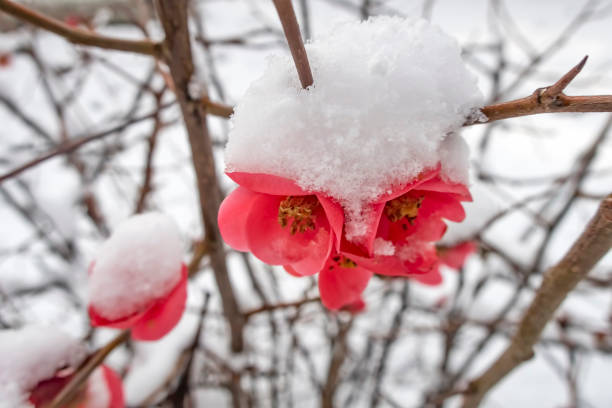 spring flowers on tree branches under the snow in winter season and beauty of nature
