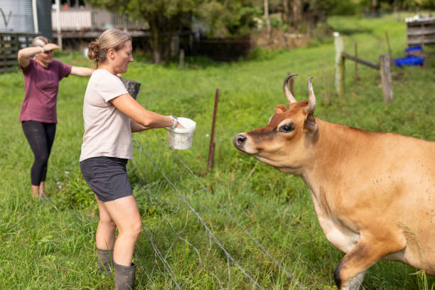 istock Woman feeding a cow on a farm 1371880762