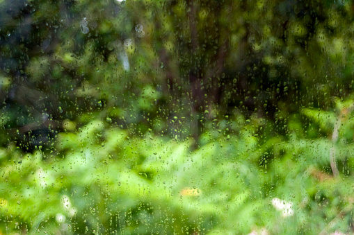 Nature through the window in a rainy day, vegetation, green background , full frame image suitable for backgrounds. Raindrops on the glass in the foreground.