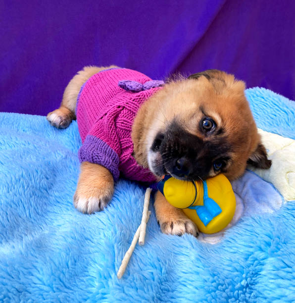 istock Playful and cute dog chewing a yellow rubber duck 1371884255