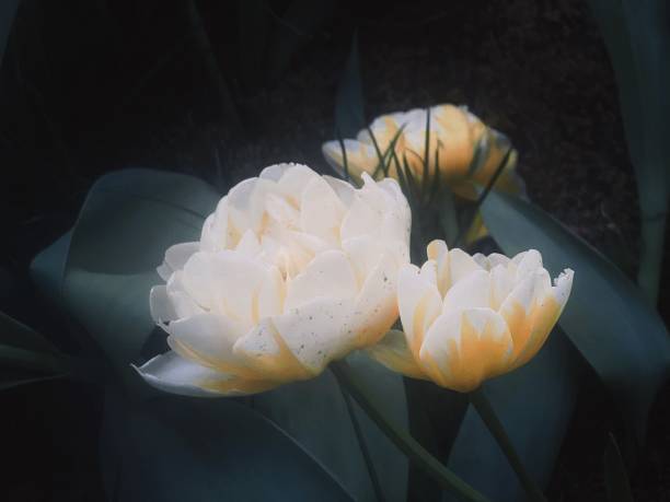 1 400+ Tulipe De Lécluse Photos, taleaux et images libre de droits iStock