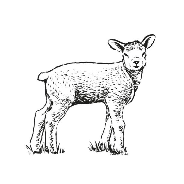овца - lamb stock illustrations