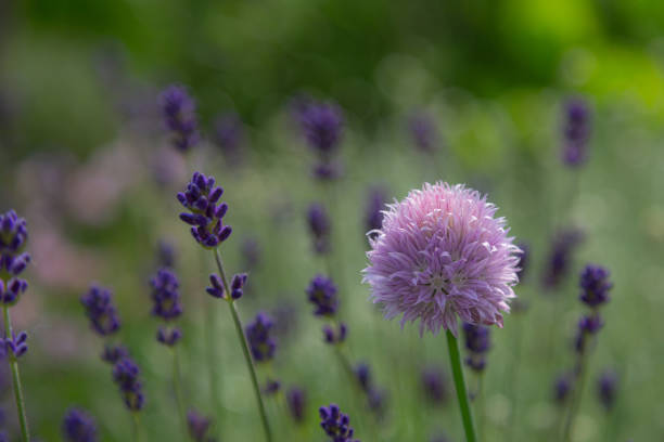Close-up of a chive blossom and buds of blue lavender Close-up of a chive blossom and buds of blue lavender schnittlauch stock pictures, royalty-free photos & images