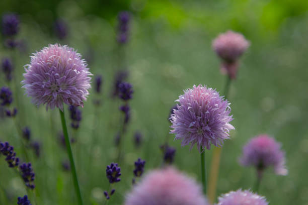 Close-up of chive blossoms with blue lavender in background Close-up of chive blossoms with blue lavender in background schnittlauch stock pictures, royalty-free photos & images