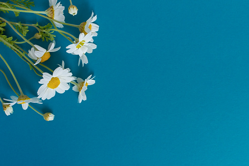 Daisies blue-turquoise background top view. Festive design with a bouquet of flowers. Creative floral flat lay. A composition of wild wildflowers. The concept of summer. Happy Mother's Day. Copy space