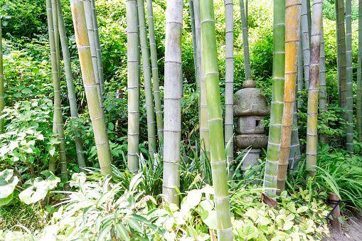 Arashiyama Bamboo Forest in Kyoto, Japan