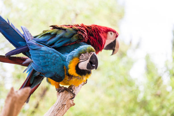 Free Stock Photo of Two Colorful Parrots Perched on a Tree Branch ...