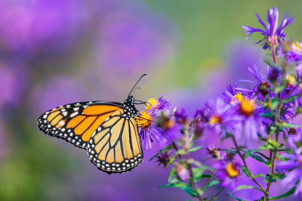 бабочка-монарх питается фиолетовым цветком астры на летнем цветочном фоне. бабочки-монархи осенью цветут астрами - tiger beauty in nature insects nature стоковые фото и изображения