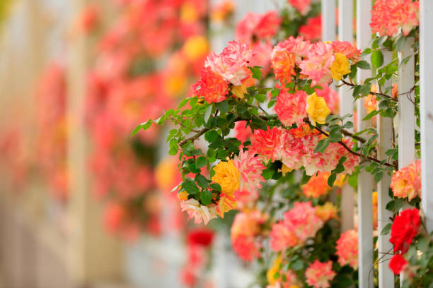 Chinese Rose also known as (Chinensis Mutabilis) with a beautiful blurred background, ornamental plant.