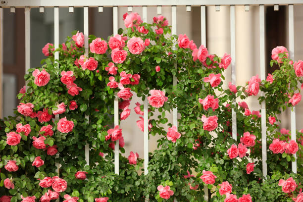 istock In the summer, rose is blooming 1371888235