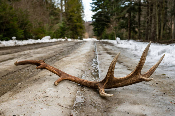Red Deer antler shed on a forest road. Red Deer antler shed on a forest road. bieszczady mountains stock pictures, royalty-free photos & images