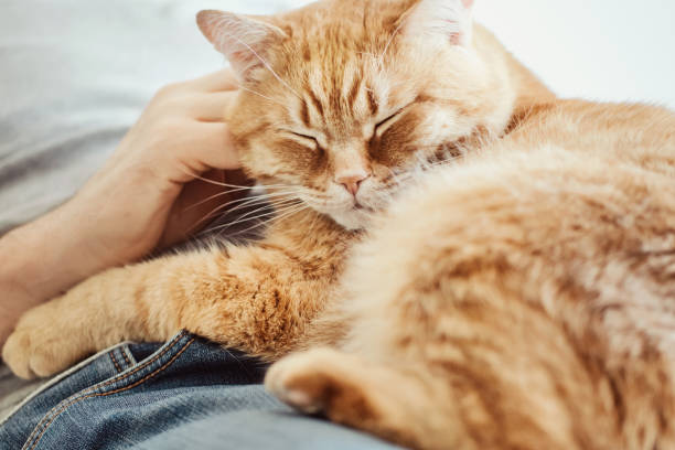 istock Big red cat lie on the man. Male hands stroking purring cat. Selective focus on cat's muzzle 1371888796