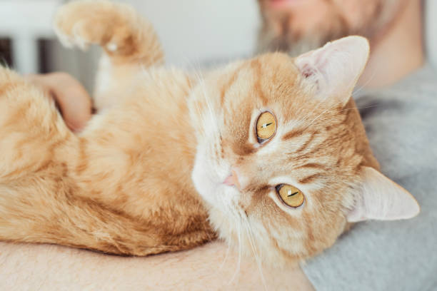 istock Bearded man hugging and stroking ginger cat close-up. Selective focus on cat's muzzle 1371888801