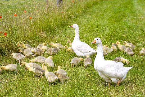 Large goose family in natural sourrounding in summer.