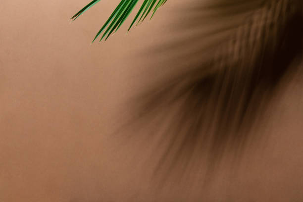 istock Beige brown wall background with palm tree shadow. Minimal summer concept with palm tree leaf. abstract background 1371891026